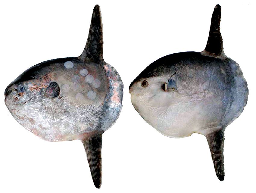 Mola mola_04.jpg